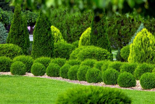 Spring,Green,Plants,Green,Grass,With,Cut,Bushes,Shape,Design