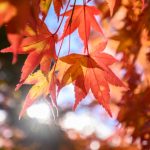Photosynthetic,Red,Maple,In,Japan