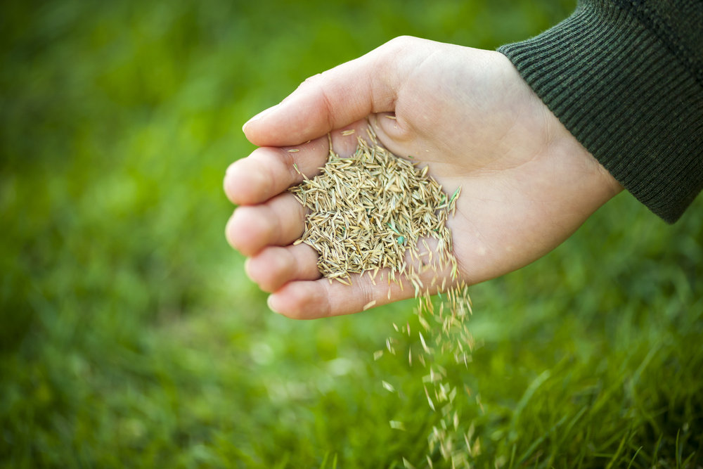 Hand,Planting,Grass,Seed,For,Overseeding,Green,Lawn,Care