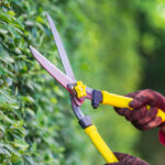 Pruning,Of,Ornamental,Trees,At,Home,In,Morning