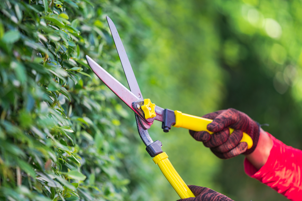 Pruning,Of,Ornamental,Trees,At,Home,In,Morning