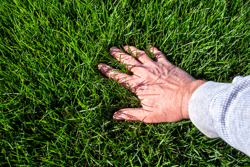 Man,Inspecting,Lush,Green,Grass,Lawn.,Caring,,Care,,Looking,,Thick,