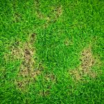 Green,And,Yellow,Grass,Texture,Brown,Patch,Is,Caused,By