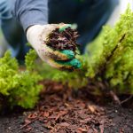 Gardener,Mulching,With,Pine,Bark,Juniper,Plants,In,The,Yard.