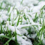 Snow,On,Green,Grass,,Green,Grass,In,Spring.,Melting,Snow