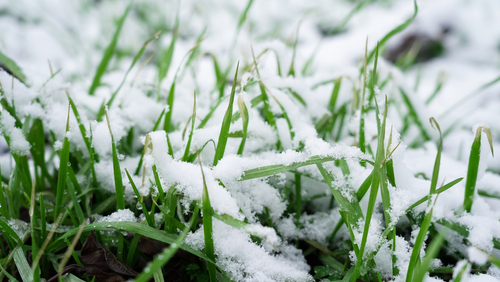 Snow,On,Green,Grass,,Green,Grass,In,Spring.,Melting,Snow