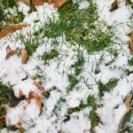 Ground,And,Grass,Covered,With,First,Snow