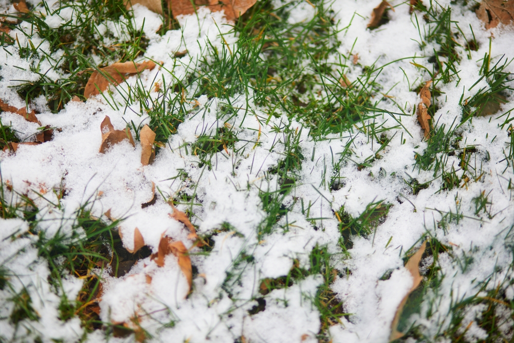 Ground,And,Grass,Covered,With,First,Snow