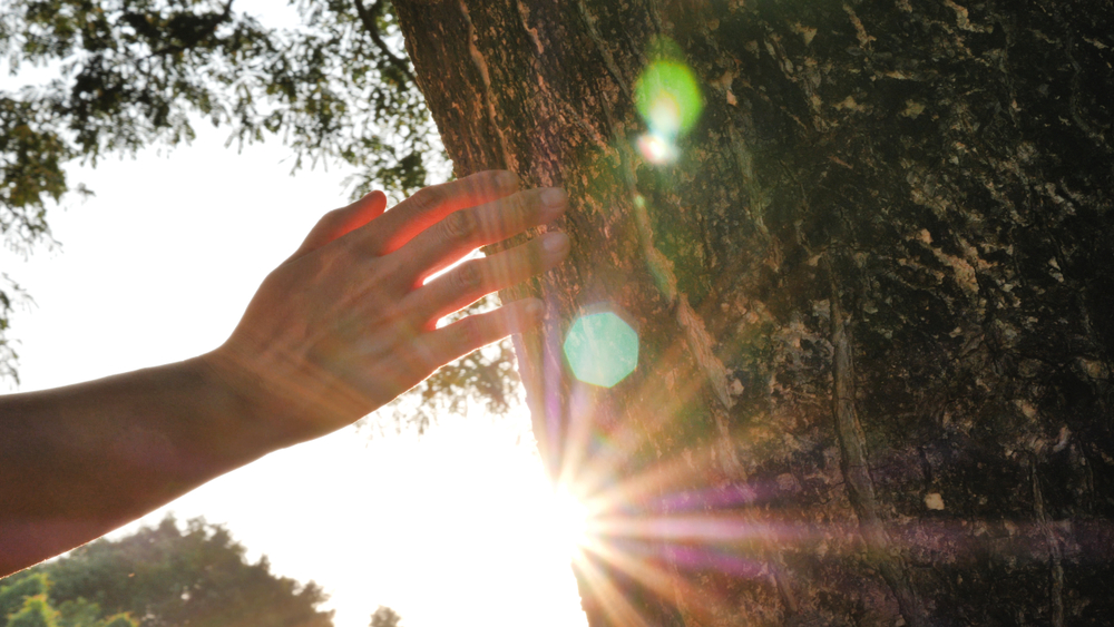 Closeup,Hand,Touching,A,Tree,Trunk,In,The,Forest.,Human