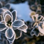 Dark,Green,Round,Leaves,In,Frost.,Early,Winter,Morning.,Branch