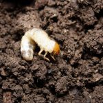 Lawn,Grub,,Cockchafer,Beetle,Lavae