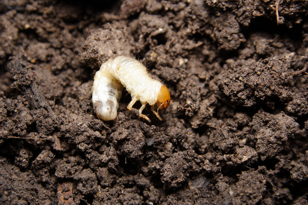 Lawn,Grub,,Cockchafer,Beetle,Lavae